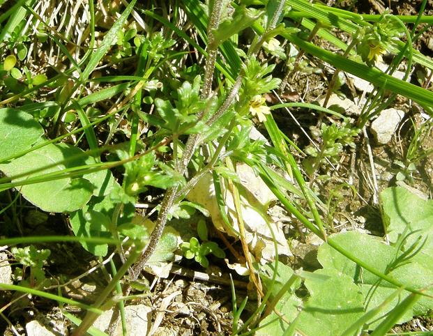 Euphrasia minima / Eufrasia minima